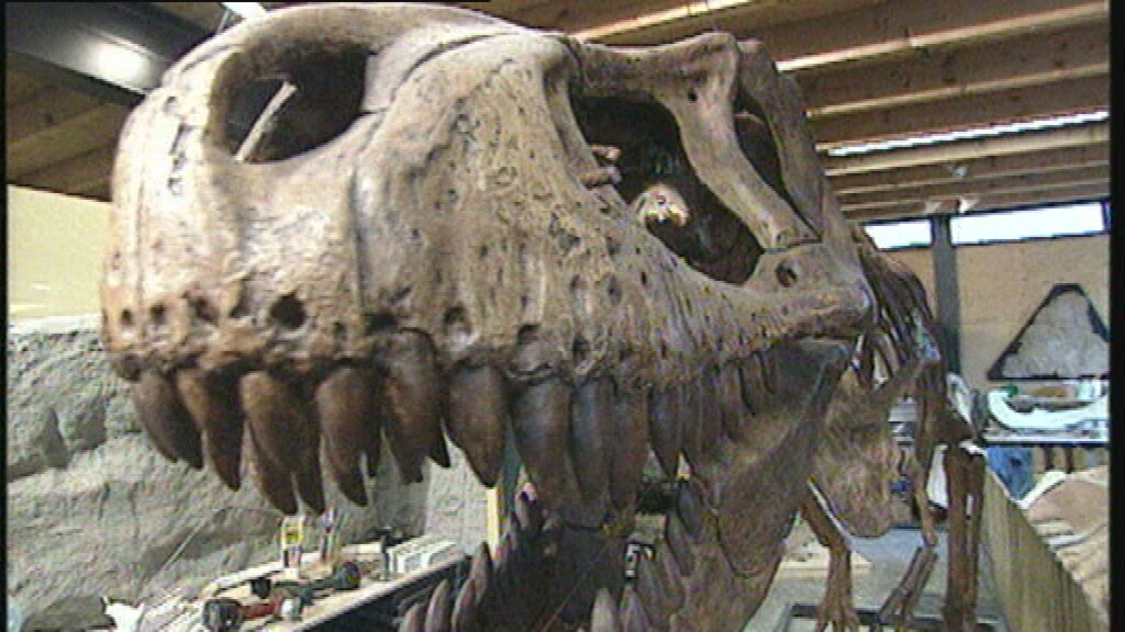 mythologie Openlijk lijst Schooltv: Het Klokhuis - T.rex