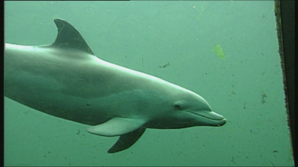 Schooltv De tuimelaar Een soort dolfijn