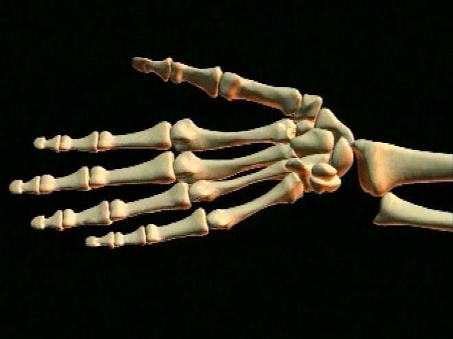 Schooltv: Geraamte arm - Hoeveel botten heb je in arm?
