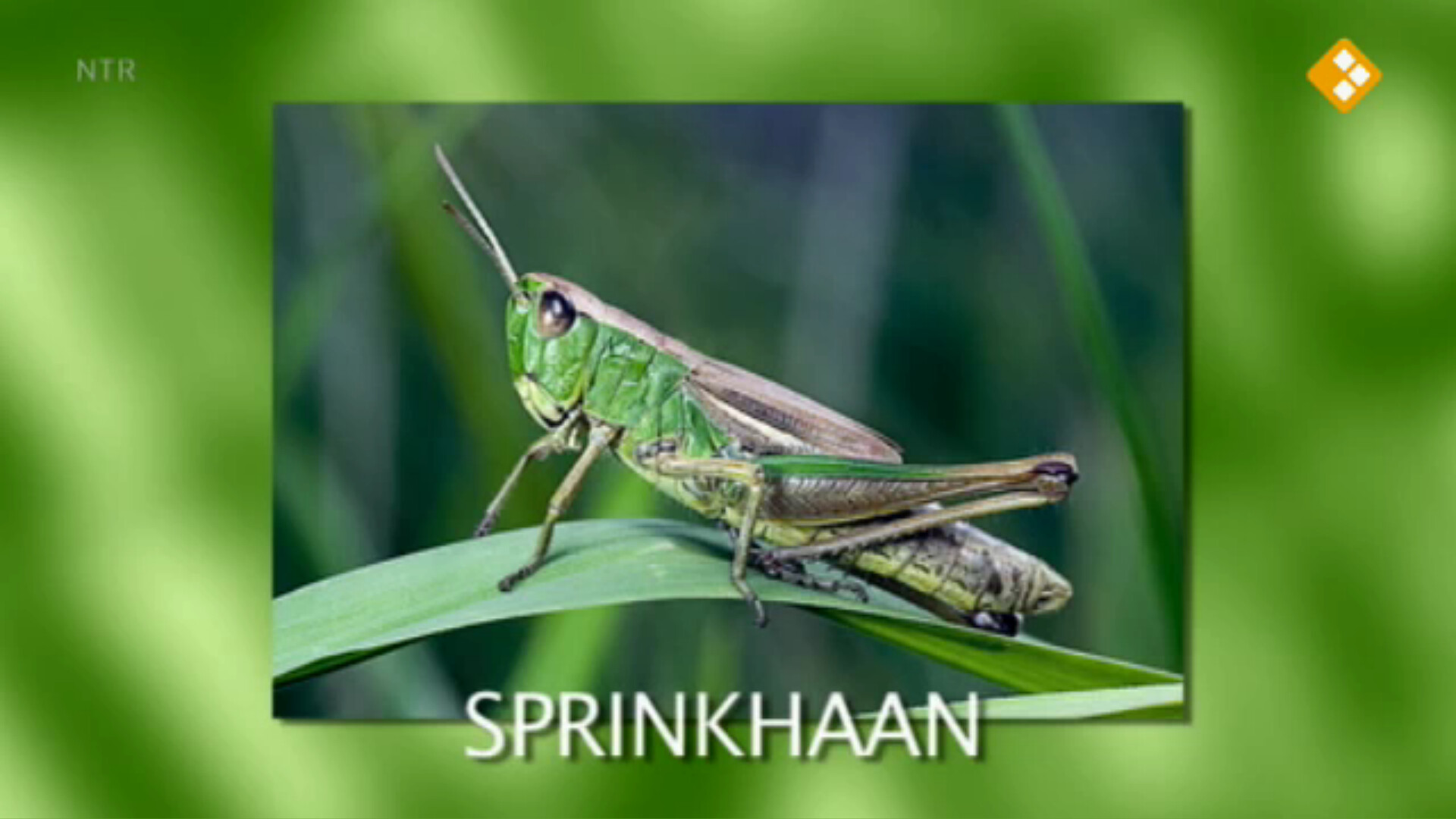 Schooltv: Nieuws Uit De Natuur - Sprinkhanen En Krekels