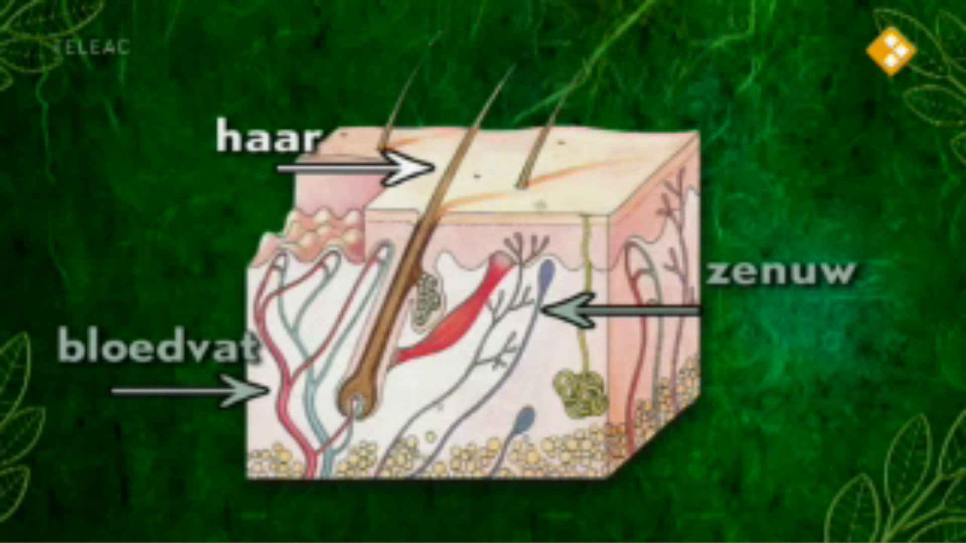 De huid | NPO Start