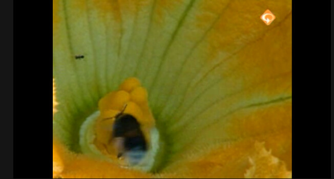 schooltv: nieuws uit de natuur - in de nacht