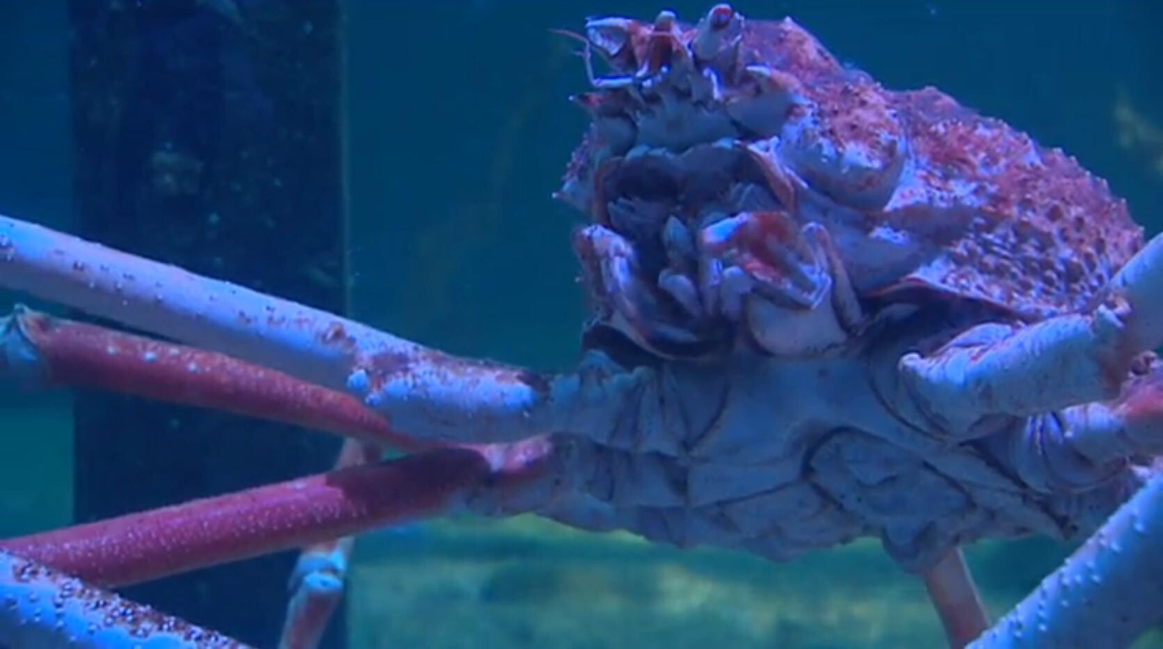 Schooltv Wat is de grootste krab