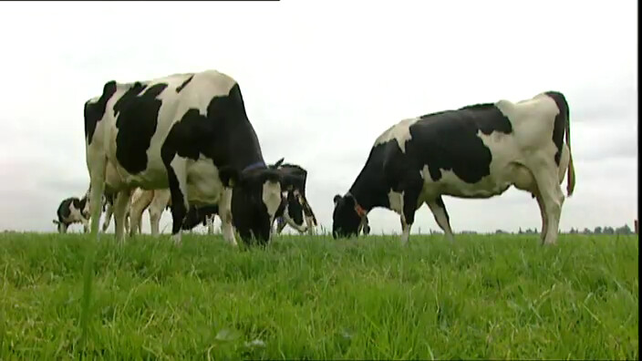 Schooltv: Geeft een koe die dichtbij de zee graast zoutere melk? - Het