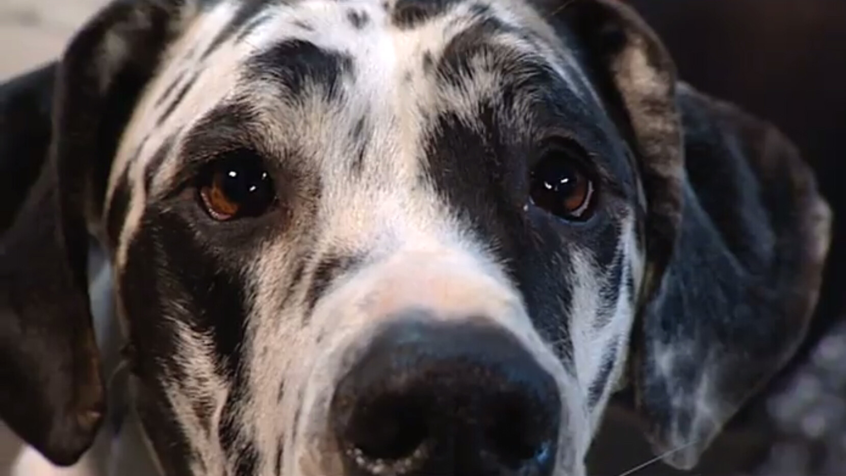 Schooltv Waaraan Kun Je Zien Dat Een Hond Zielig Is Een Zielige 
