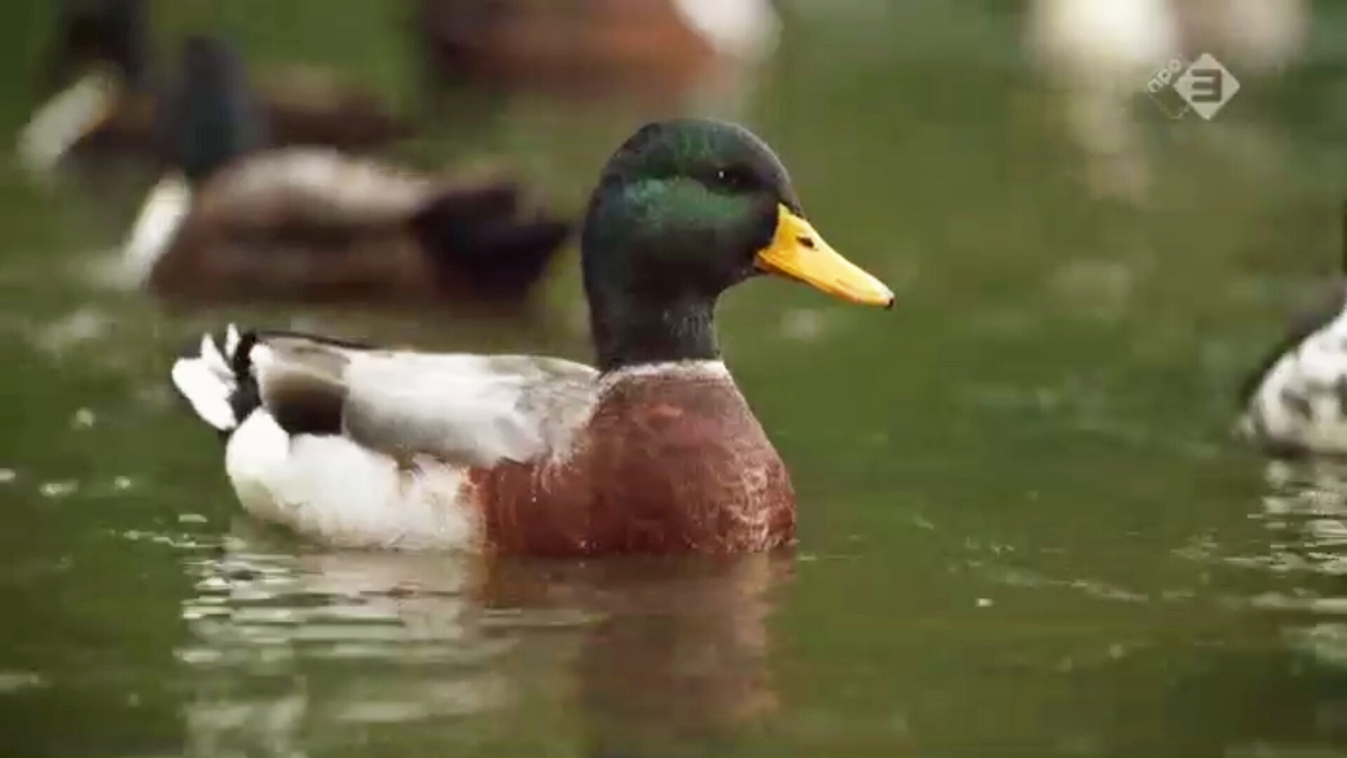 Schooltv Vroege Vogels In De Klas Het Nut Van Eendenpoep