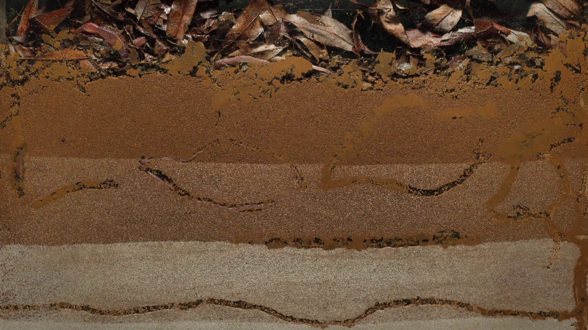Schooltv Wat doet de regenworm onder de grond? De darmen van de aarde Schooltv Wat doet de regenworm onder de grond? De darmen van de aarde