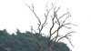 Previous