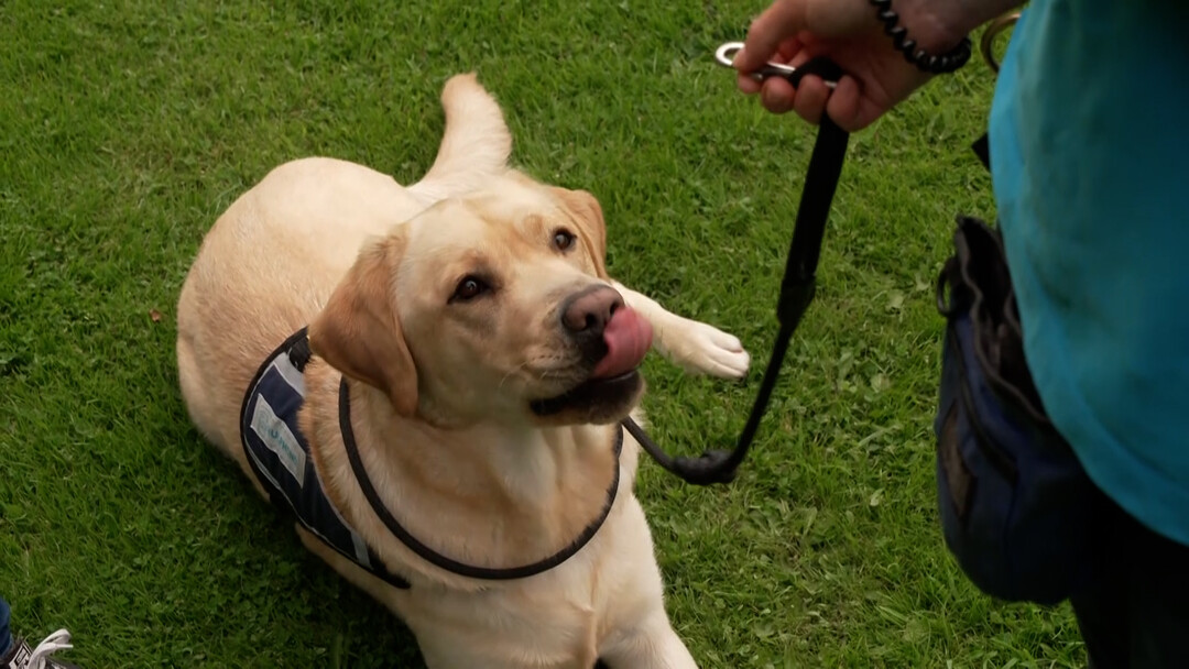 Hulphond labrador retriever