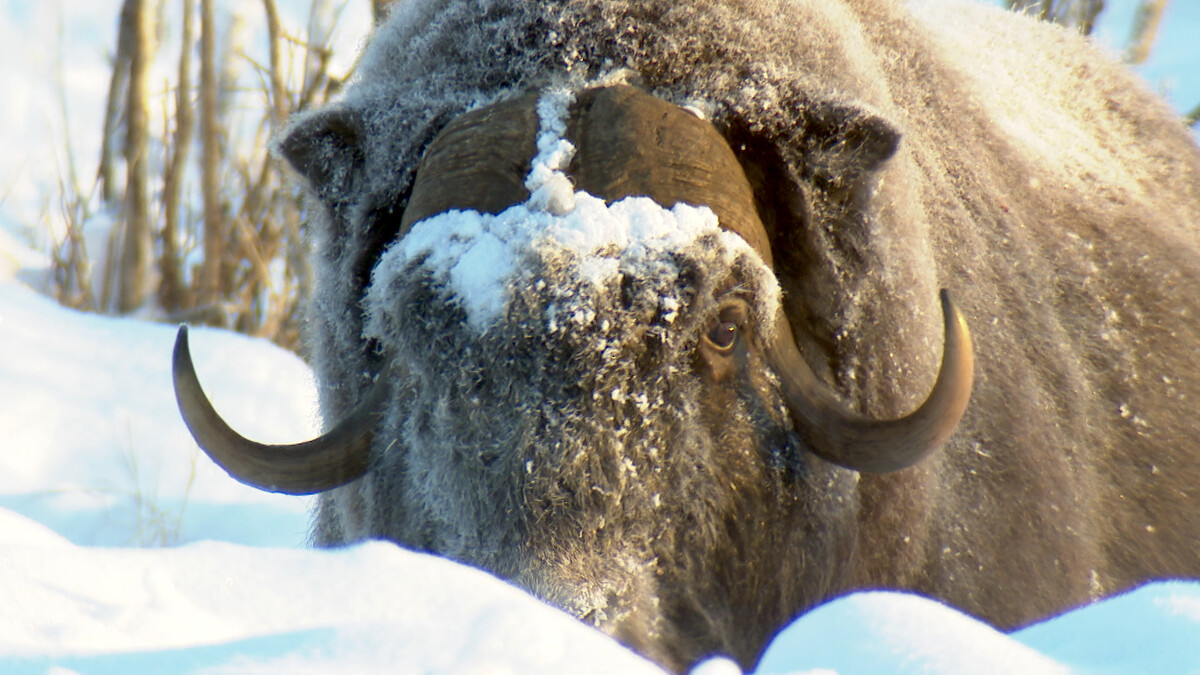 Pleistocene Park - NPODoc.nl