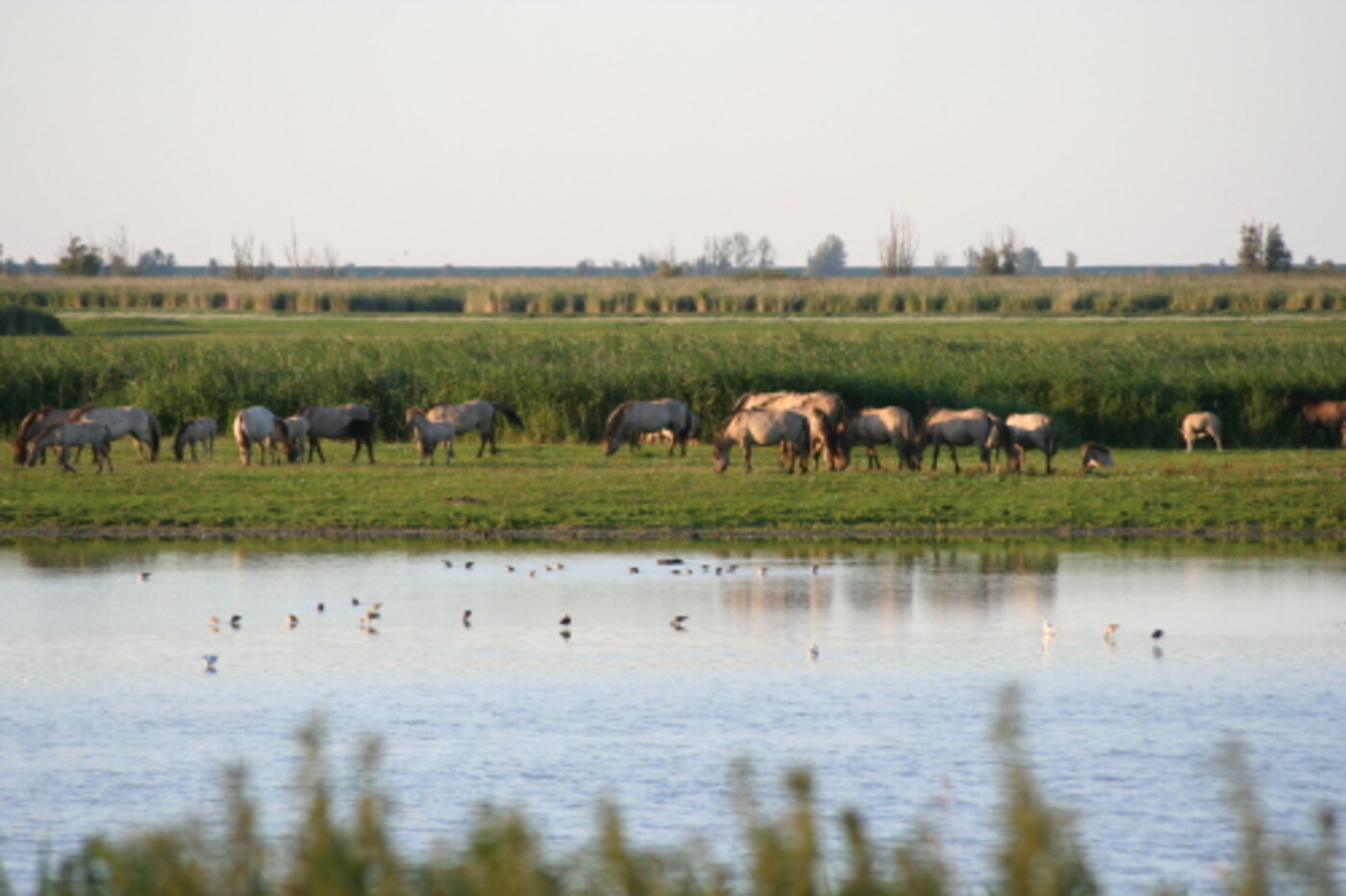 OVT in OVP - 40 jaar Oostvaardersplassen (deel 2 van een tweeluik)