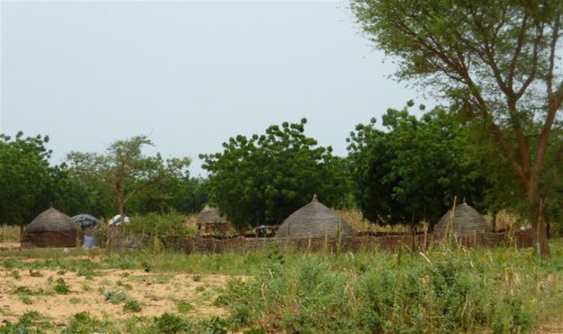 Het vergroenen van de Sahel