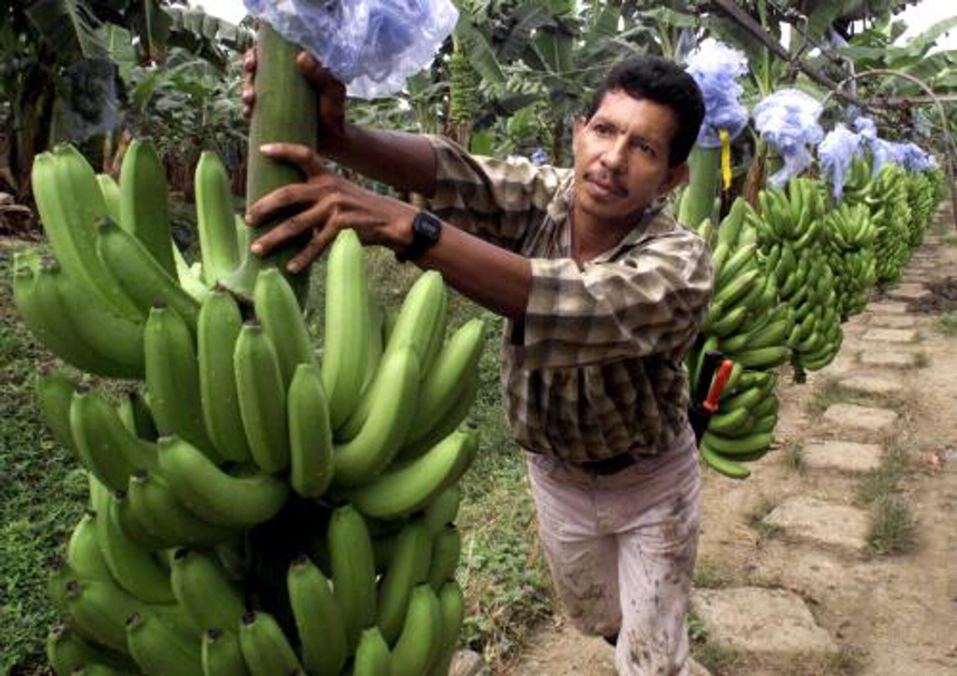 Colombia vervolgt bananen bazen van Chiquita