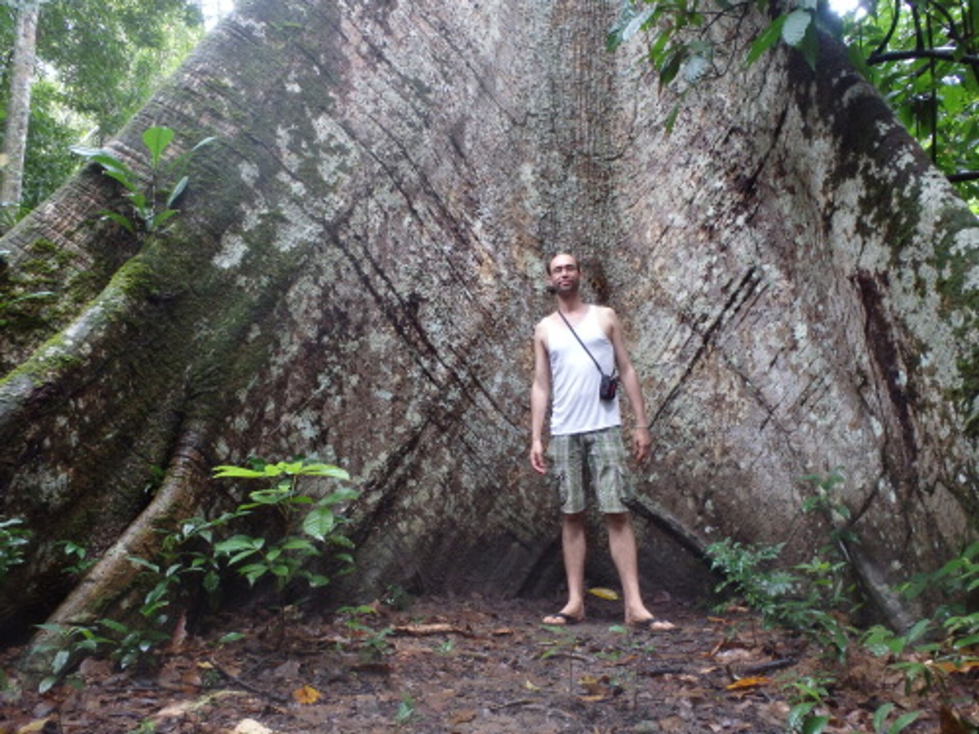 Beschermer van het Braziliaanse oerbos