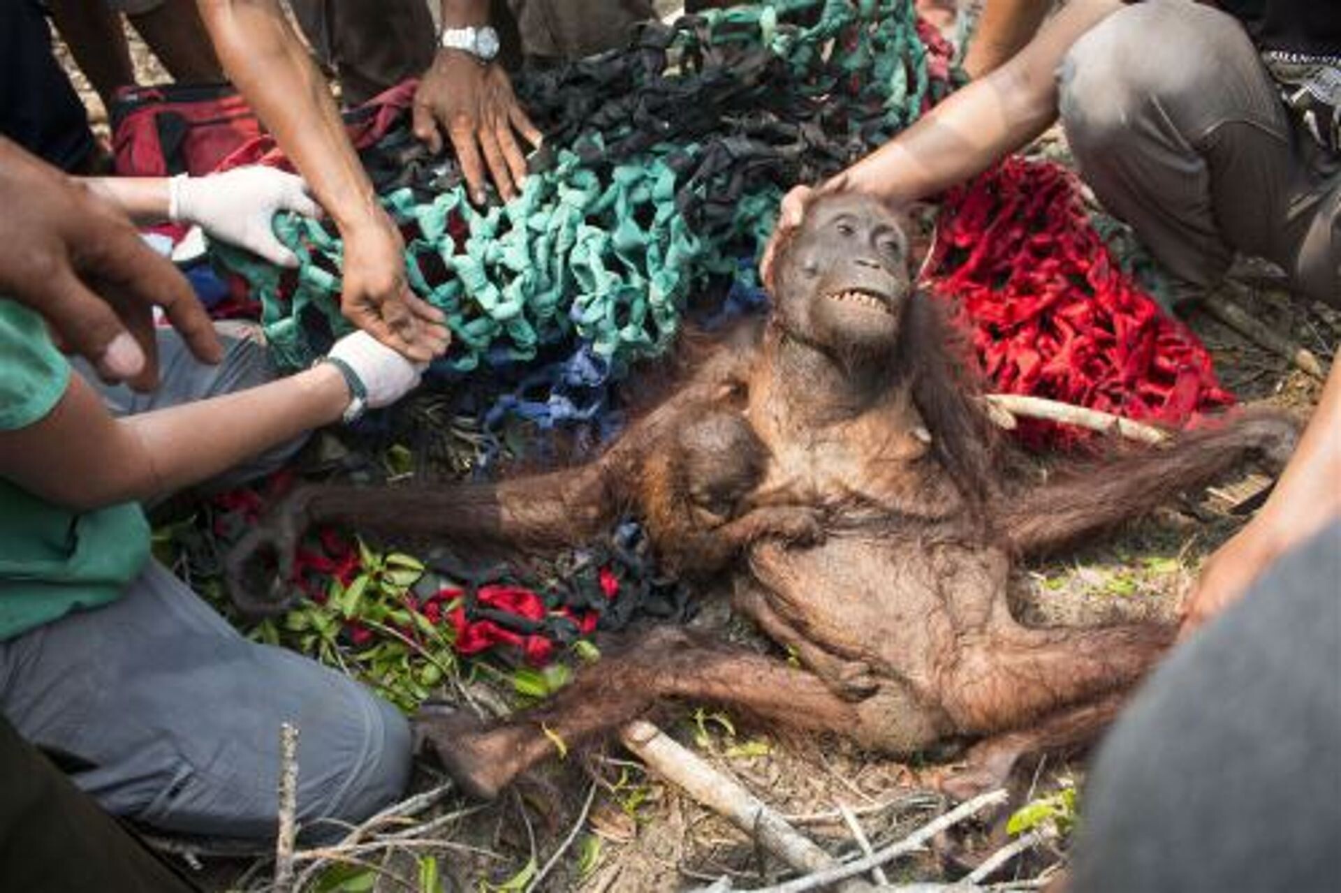 De strijd om de regenwouden van Indonesië