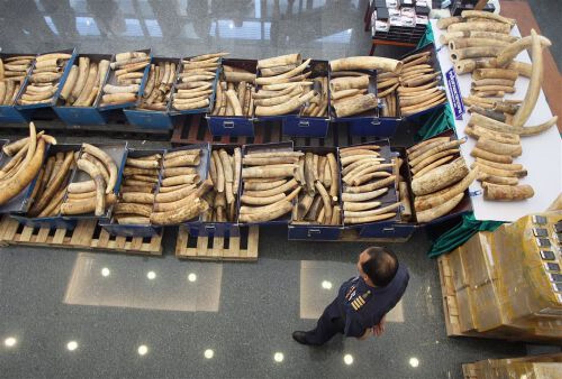 Olifantocide in Oost-Afrika