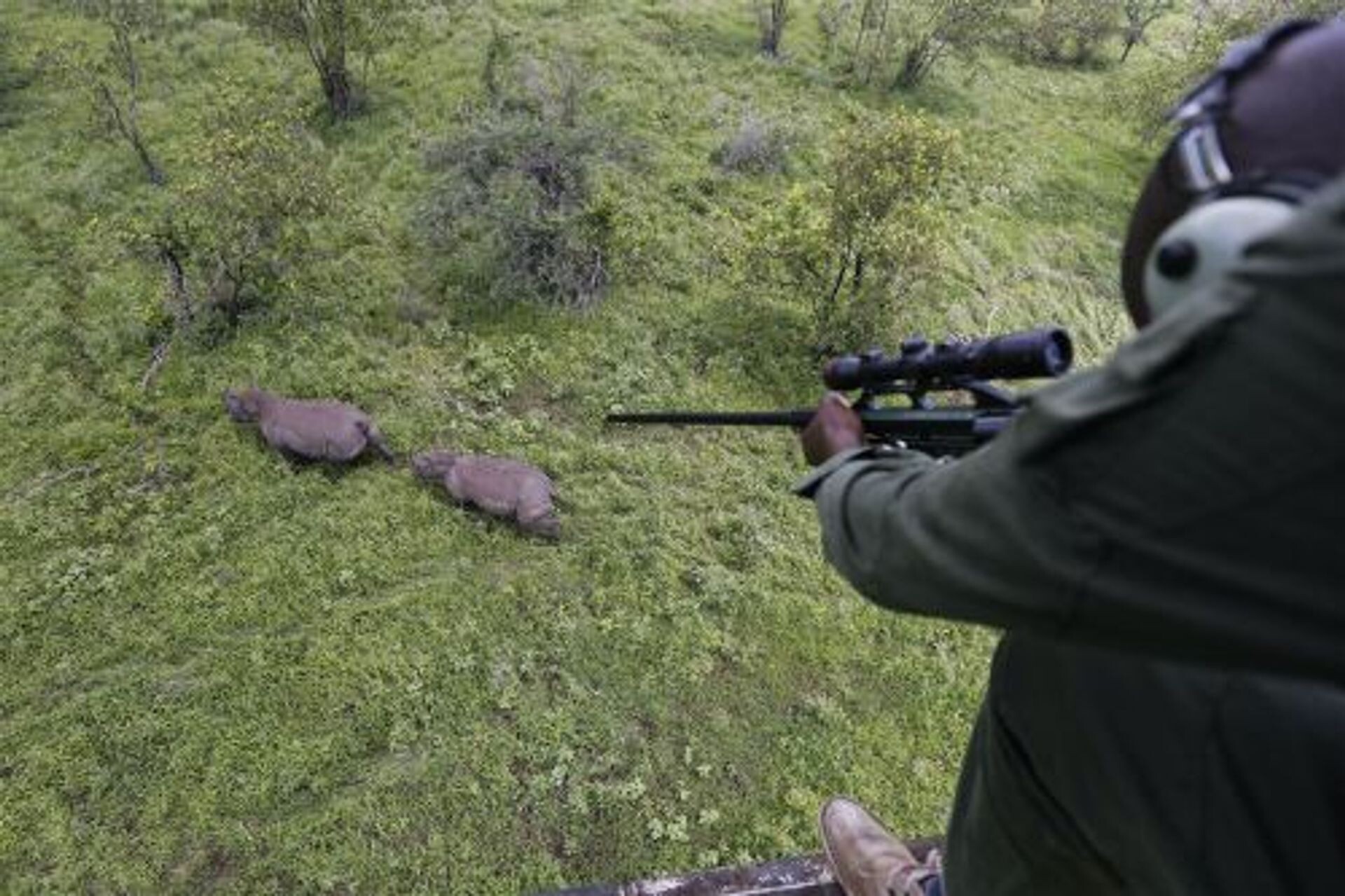 De grote grazers van de Afrikaanse Oostvaarders