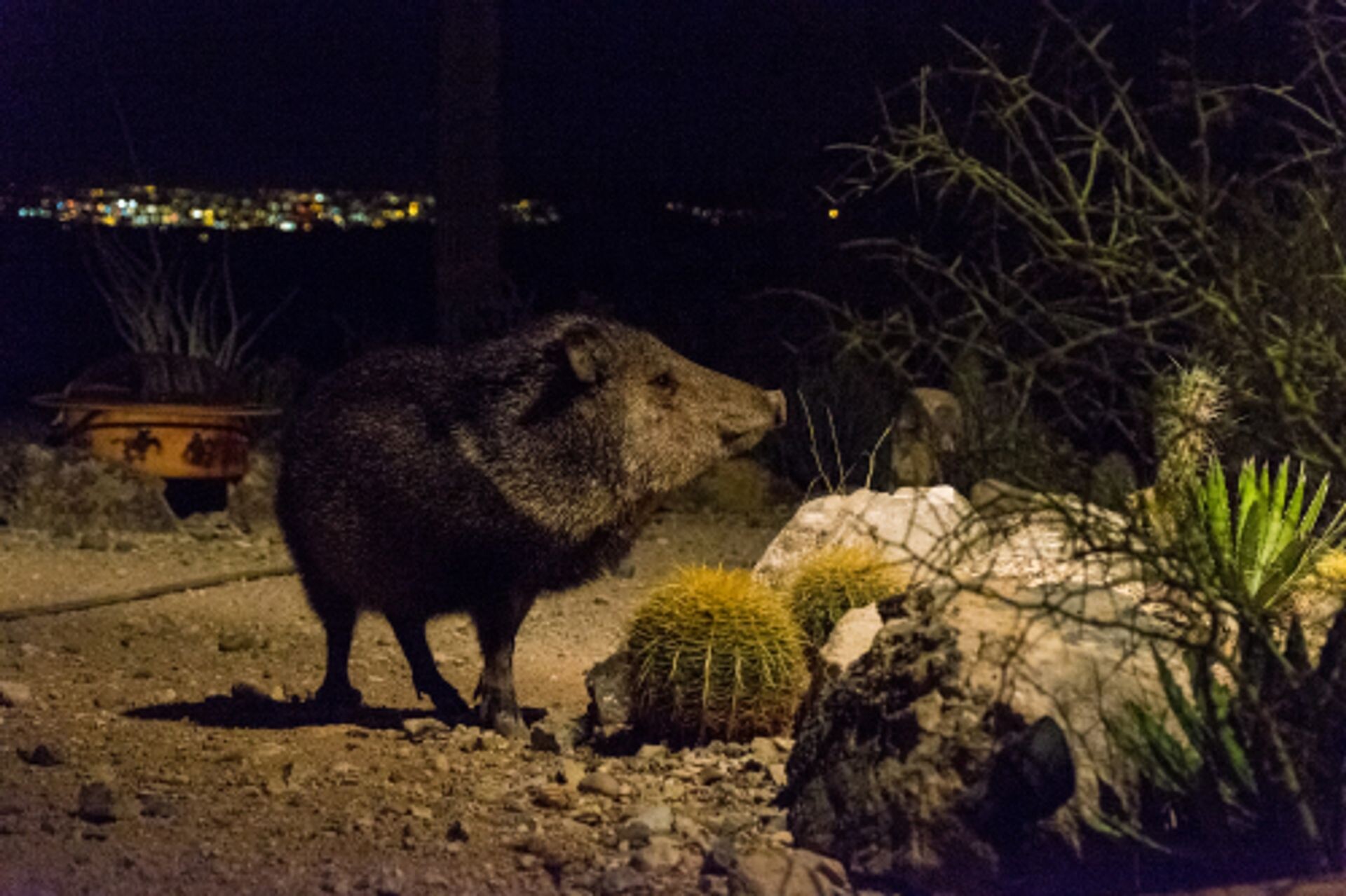 Sounds of Tucson: de woestijn