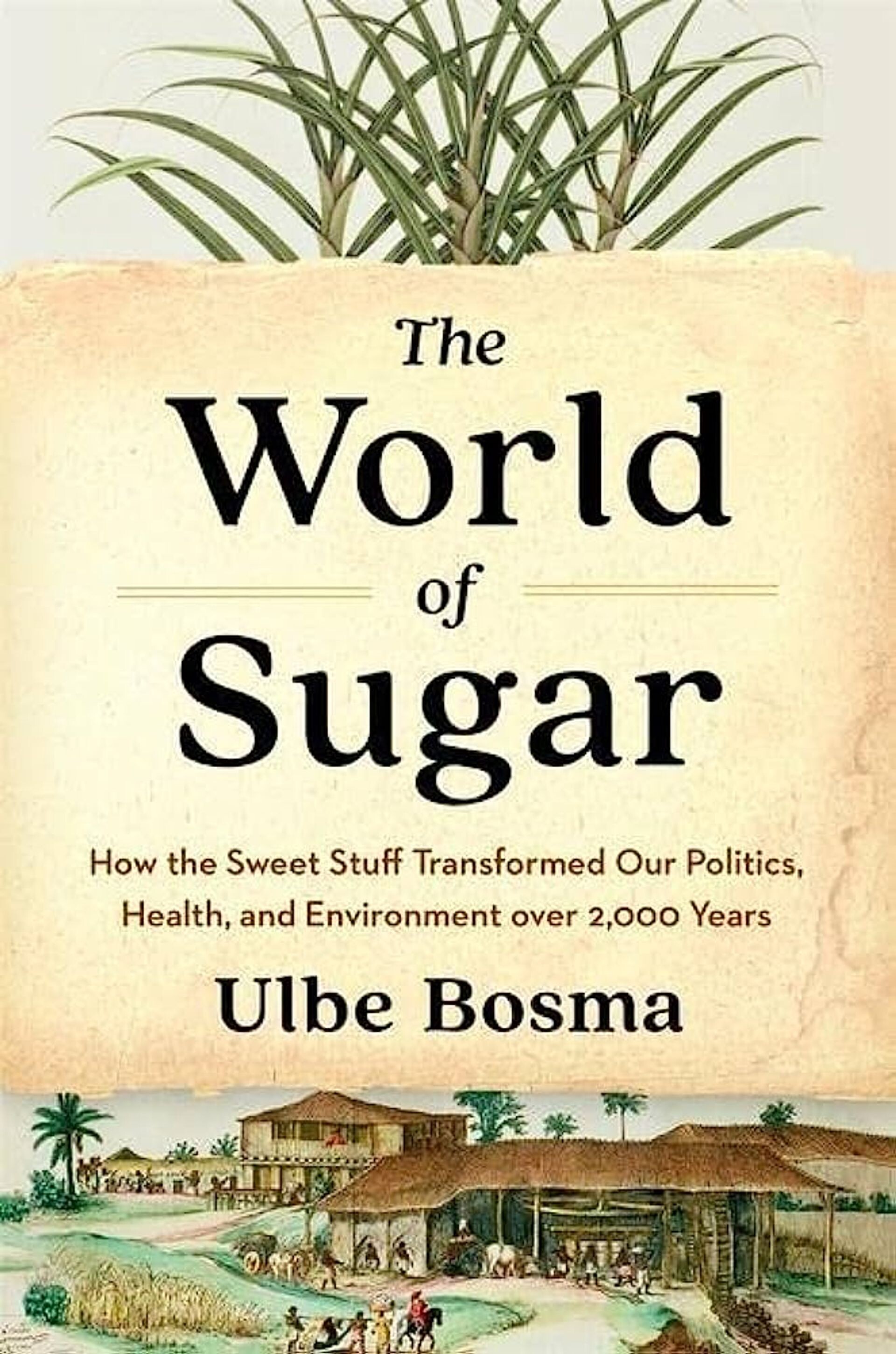 #1460 - De bittere geschiedenis van suiker