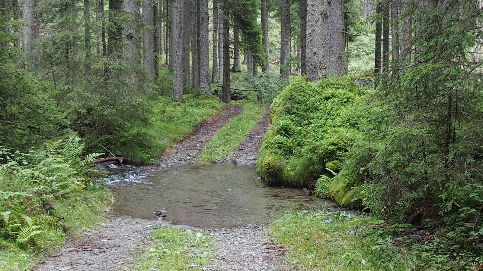 De weg naar het woud