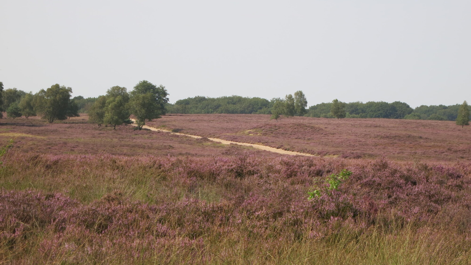 De weg naar de bloeiende heide