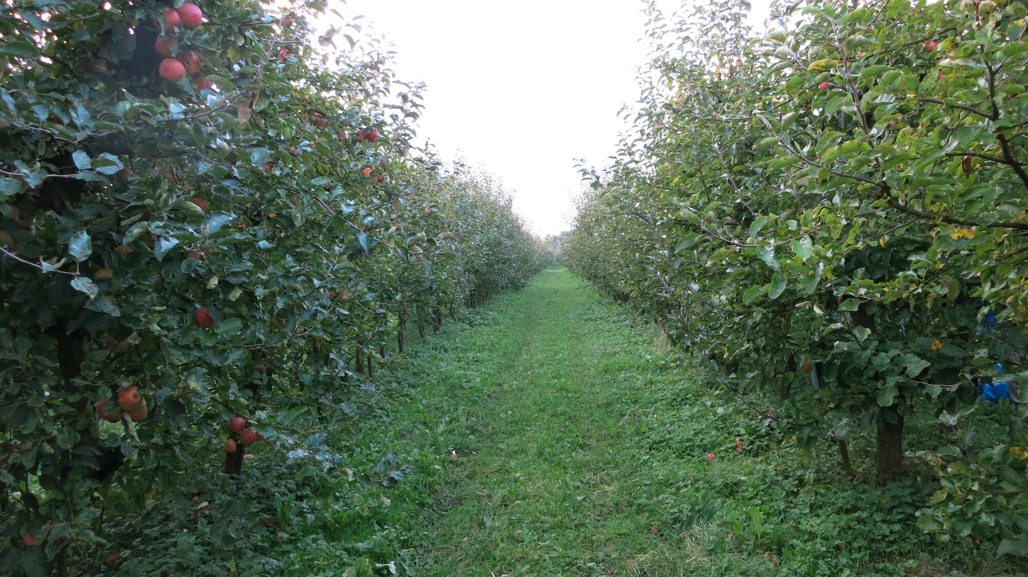 Vrije Geluiden: de weg door de boomgaard - Vrije Geluiden: de weg door de boomgaard