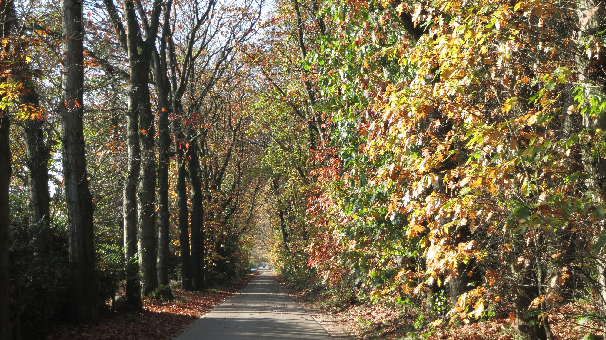 Vrije Geluiden: de weg naar de herfst - : de weg naar de herfst