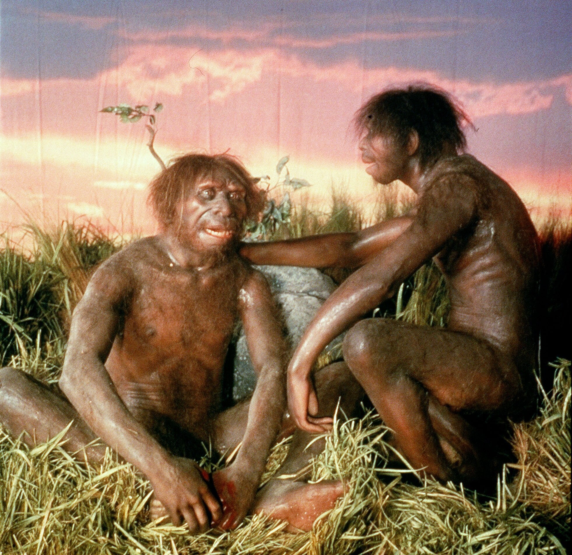 #2046 - Het gezicht van de Europese ‘Homo erectus’ - Het gezicht van de Europese ‘Homo erectus’