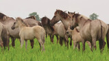 Konikpaarden in Nationaal Park Nieuw Land: Wilde paarden in de Oostvaardersplassen