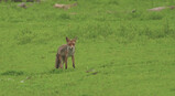 Vossen in Nationaal Park Nieuw Land: Een vossenburcht op de grasvlakte