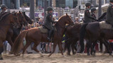 Hoe train je paarden voor Prinsjesdag?: Oefenen met mensen, muziek en vuurwerk