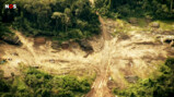 Waarom is de ontbossing in de Amazone een probleem?