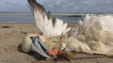 Gaan zeedieren dood door plastic?: Ons plastic in de maag van vogels