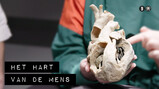 De Binnendienst: Het hart van een mens