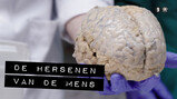 De Binnendienst: De hersenen van een mens