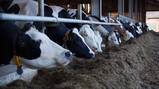 Hoe dragen koeien bij aan het stikstofprobleem?: Mest, urine en ammoniak