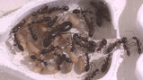 Wie wonen er in een mierennest?: Koningin en werkmieren