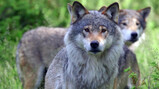 Waarom heeft de wolf zo’n slechte naam?: Een aanwinst voor de natuur in Nederland