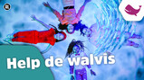 Kinderen voor Kinderen: Help de walvis