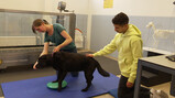 Wat doet een dierenfysiotherapeut?: Fysiotherapie geven aan dieren