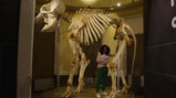 Wat doet een skeletpreparateur?: Skeletten van dode dieren in elkaar zetten
