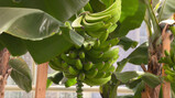 Wordt de banaan met uitsterven bedreigd?: Meer biodiversiteit, minder monocultuur