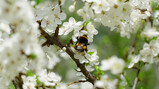 Wat doen wilde bijen op een industrieterrein?: Hulp voor de bij