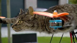 De vliegende kat als kunstobject