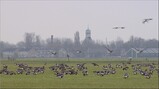 Trekvogels