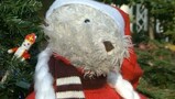 Kerstboom kopen