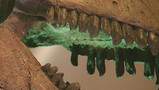 Skelet van een dinosaurus