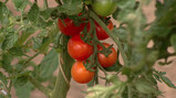 Tomaten en aardappelen verbouwen