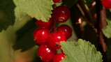 Fruit verbouwen