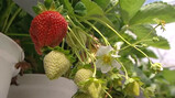 Hoe groeit een aardbei?